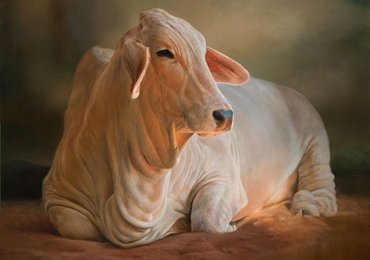 Shri Gopal Gaushala Samiti